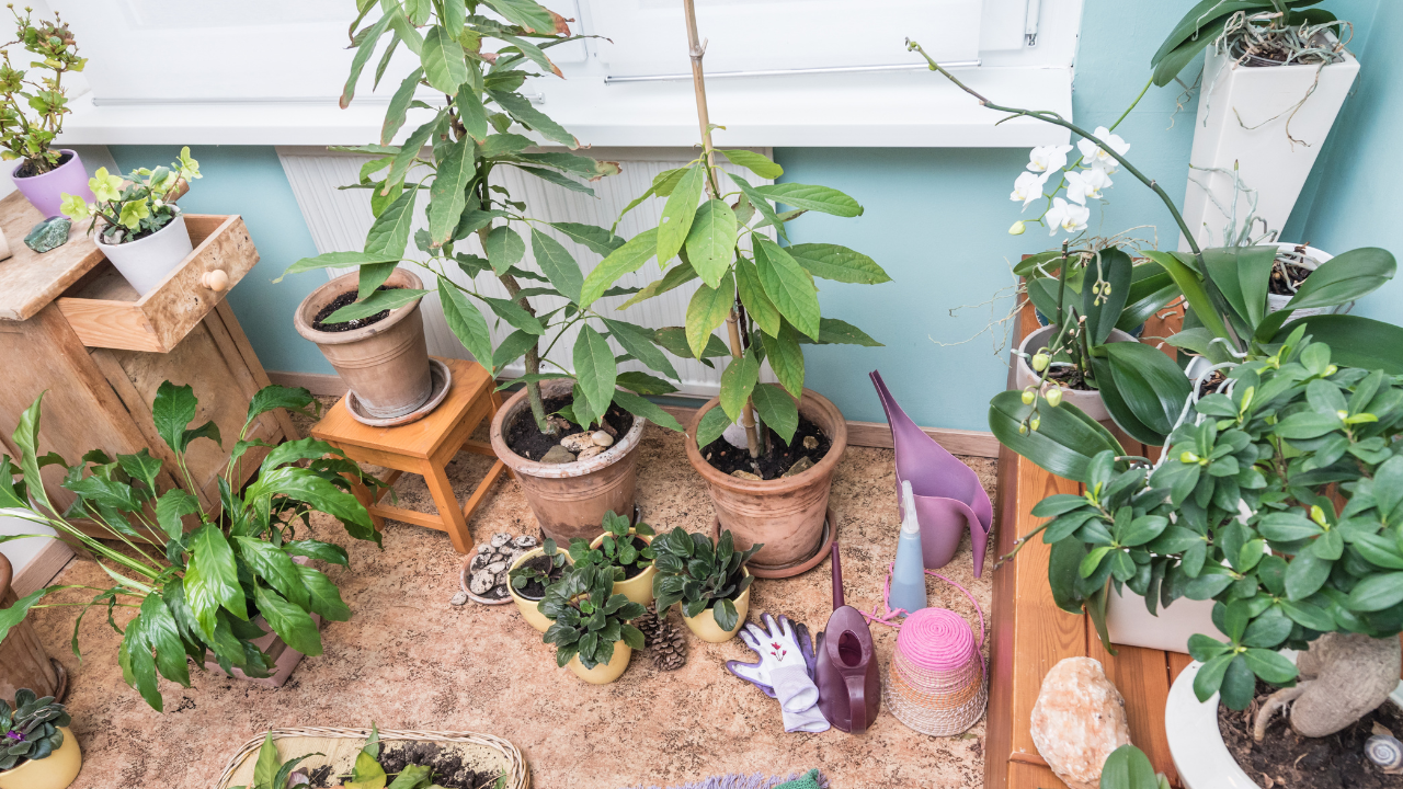 Plantas para apartamento que não precisam de sol direto