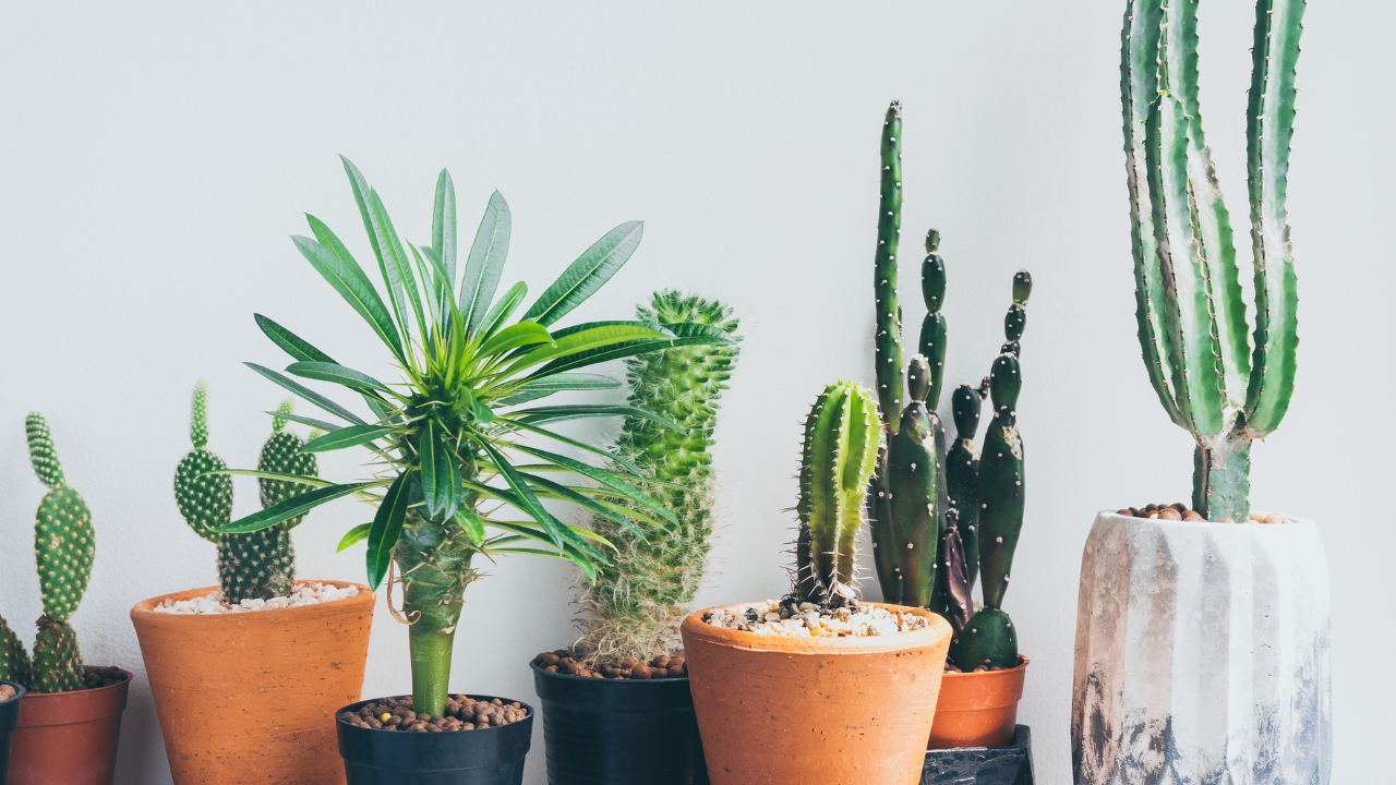 Plantas para apartamento que ajuda da decoração minimalista