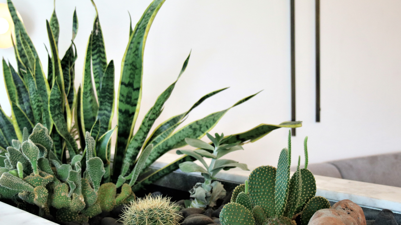 Guia básicos de plantas