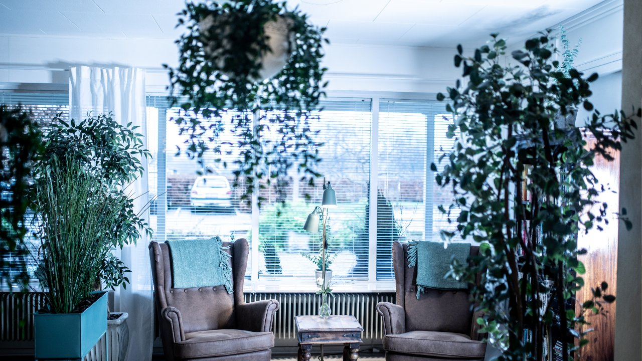 Como cuidar de plantas em apartamento com ar-condicionado