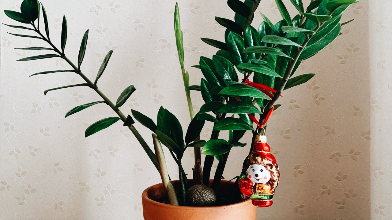 Melhores plantas ornamentais