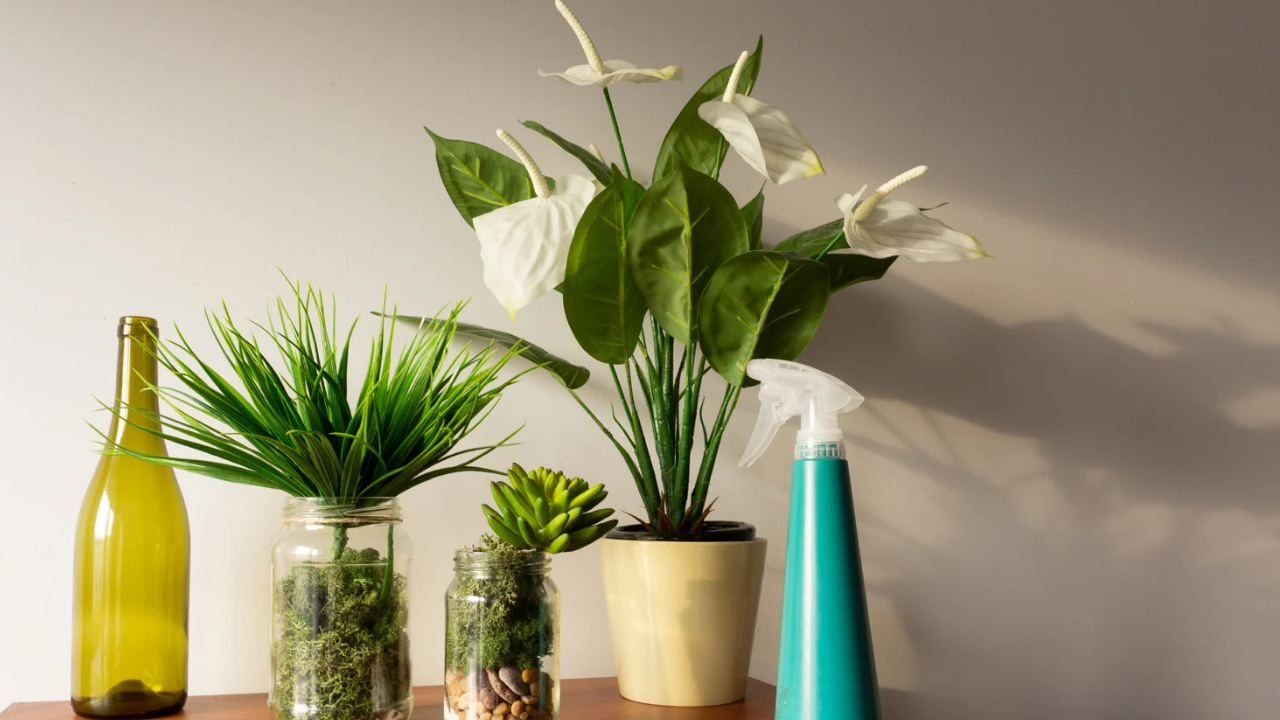 Como usar plantas ornamentais