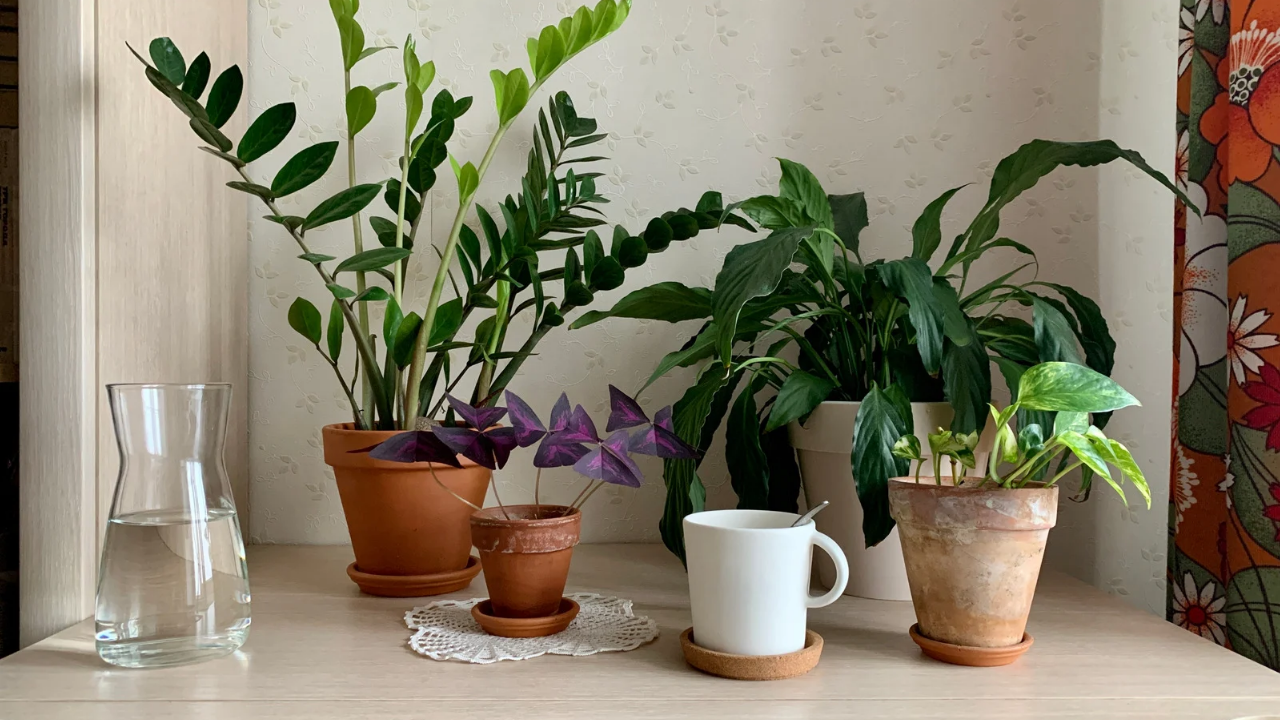 Plantas ornamentais que combinam